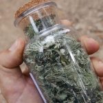 عطر ادکلن باسک برواناریز - Bosc Bravanariz - بررسی، قیمت و خرید