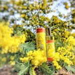 عطر ادکلن میموسا ایزنارد - Mimosa Isnard - بررسی، قیمت و خرید