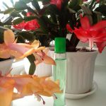عطر ادکلن سَمِر وایت مَلدیوز اِیوِن - Summer White Maldives Avon - بررسی، قیمت و خرید