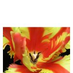 عطر ادکلن جزبل باد پرفیومز - Jezebel Bud Parfums - بررسی، قیمت و خرید