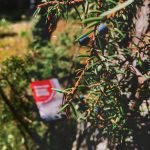 عطر ادکلن آروما کارلیا رد آروما کرلیا - Aroma Karelia Red (Аромат Карелии - Красный) Aroma Karelia - بررسی، قیمت و خرید