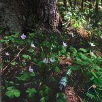 عطر ادکلن آروما کارلیا گرین آروما کرلیا - Aroma Karelia Green (Аромат Карелии - Зеленый) Aroma Karelia - بررسی، قیمت و خرید