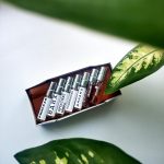 عطر ادکلن دینامو الکساندرا گلاک - Dinamo (Динамо) Alexandra Gluck - بررسی، قیمت و خرید