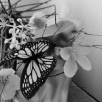 عطر ادکلن آیلیش بیلی آیلیش - Eilish Billie Eilish - بررسی، قیمت و خرید