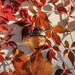 عطر ادکلن امنیای ایندیَن گارنت بولگاری - Omnia Indian Garnet Bvlgari - بررسی، قیمت و خرید