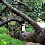 عطر ادکلن نومرو اونو کارتوزیا - Numero Uno Carthusia - بررسی، قیمت و خرید