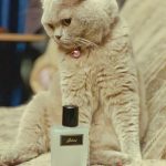 عطر ادکلن بریونی او دو پرفیوم اکلت بریونی - Brioni Eau de Parfum Eclat Brioni - بررسی، قیمت و خرید