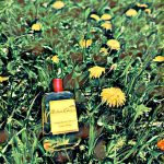 عطر ادکلن برگاموت سولیل آتلیر کلون - Bergamote Soleil Atelier Cologne - بررسی، قیمت و خرید