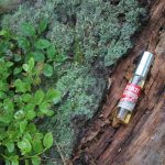 عطر ادکلن آروما کارلیا رد آروما کرلیا - Aroma Karelia Red (Аромат Карелии - Красный) Aroma Karelia - بررسی، قیمت و خرید