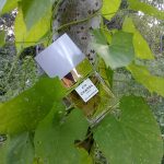 عطر ادکلن چنل نامبر نوزده او دو پرفیوم شانل - Chanel No 19 Eau de Parfum Chanel - بررسی، قیمت و خرید
