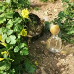 عطر ادکلن گلدیا بولگاری - Goldea Bvlgari - بررسی، قیمت و خرید