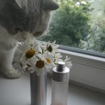 عطر ادکلن کانتردیکشِن کلوین کلاین - Contradiction Calvin Klein - بررسی، قیمت و خرید