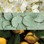 عطر ادکلن کپ دانتیب بجلی میشکا - Cap d’Antibes Badgley Mischka - بررسی، قیمت و خرید