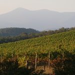 عطر ادکلن کالگورلی باد پرفیومز - Kalgoorlie Bud Parfums - بررسی، قیمت و خرید