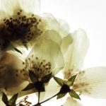 عطر ادکلن او دو جاسمین کد دکو - Eaux de Jasmine Code Deco - بررسی، قیمت و خرید