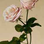 عطر ادکلن تیودور رز بربری - Tudor Rose Burberry - بررسی، قیمت و خرید