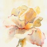 عطر ادکلن پتلز آو پیل رز آسیدیکا پرفیومز - Petals of pale rose Acidica Perfumes - بررسی، قیمت و خرید