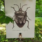 عطر ادکلن نومرو اونو کارتوزیا - Numero Uno Carthusia - بررسی، قیمت و خرید