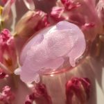 عطر ادکلن دلیشز کاتن کندی گیل هایمن - Delicious Cotton Candy Gale Hayman - بررسی، قیمت و خرید