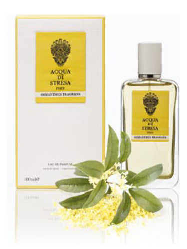 عطر ادکلن اسیمنتوس فراگرنس اکوا دی استرزا - Osmanthus Fragrans Acqua di Stresa - بررسی، قیمت و خرید