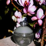 عطر ادکلن نوا کاچارل - Noa Cacharel - بررسی، قیمت و خرید