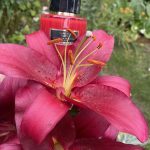 عطر ادکلن سندل روبی کارولینا هررا - Sandal Ruby Carolina Herrera - بررسی، قیمت و خرید