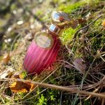 عطر ادکلن مندراگور گوتال - Mandragore Goutal - بررسی، قیمت و خرید
