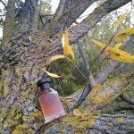 عطر ادکلن ریِل پَچولی بویس ۱۹۲۰ - Real Patchouly Bois 1920 - بررسی، قیمت و خرید