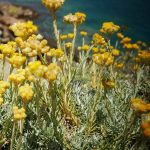 عطر ادکلن سمپرویووا براواناریز - Sempreviva Bravanariz - بررسی، قیمت و خرید