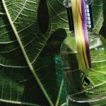 عطر ادکلن اَل اُمبغِ دو فیگوییِر بیسومین - A L'Ombre du Figuier Bissoumine - بررسی، قیمت و خرید