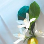 عطر ادکلن اورنج افیر کارولینا هررا - Orange Affair Carolina Herrera - بررسی، قیمت و خرید