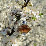 عطر ادکلن ویش چوپارد - Wish Chopard - بررسی، قیمت و خرید