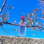 عطر ادکلن جویفول اِسکادا - Joyful Escada - بررسی، قیمت و خرید