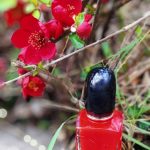 عطر ادکلن سی پاسیونه جیورجیو آرمانی - Sì Passione Giorgio Armani - بررسی، قیمت و خرید