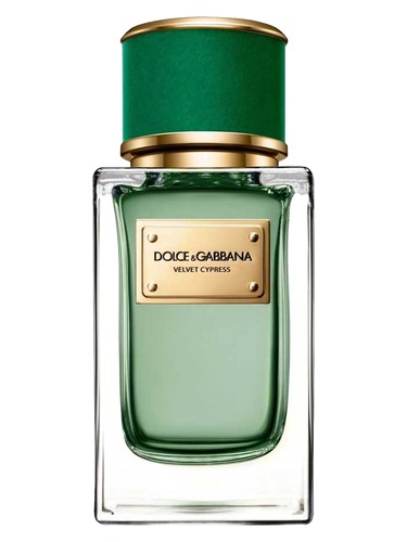 عطر ادکلن ولوت سایپرس دولچه گابانا - Velvet Cypress Dolce&Gabbana - بررسی، قیمت و خرید