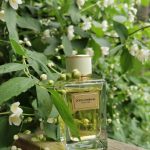 عطر ادکلن ولوت پیور دولچه گابانا - Velvet Pure Dolce&Gabbana - بررسی، قیمت و خرید