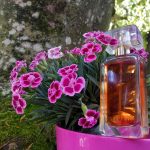 عطر ادکلن اسپل باند اِستی لادر - SpellBound Estée Lauder - بررسی، قیمت و خرید