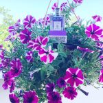عطر ادکلن ویا وری وینتیج لیمیتد ادیشن اِترو - Via Verri Vintage Limited Edition Etro - بررسی، قیمت و خرید