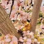 عطر ادکلن ایدیل او سوبلیم گرلن - Idylle Eau Sublime Guerlain - بررسی، قیمت و خرید