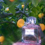 عطر ادکلن میس دیور او دو توالت ۲۰۱۹ دیور - Miss Dior Eau de Toilette 2019 Dior - بررسی، قیمت و خرید