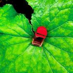 عطر ادکلن رد دور الیزابت آردن - Red Door Elizabeth Arden - بررسی، قیمت و خرید