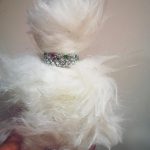 عطر ادکلن شی ایز کت هاوس آو آتروپا - She Is Cat House of Atropa - بررسی، قیمت و خرید