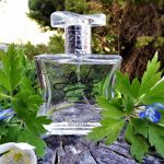 عطر ادکلن لیلا گیر نس - Laila Geir Ness - بررسی، قیمت و خرید