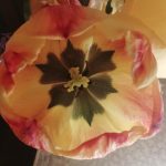 عطر ادکلن لومیر رز گریس - Lumiere Rose Grès - بررسی، قیمت و خرید