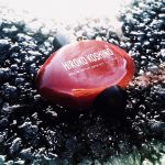 عطر ادکلن هیروکو کوشینو هیروکو کوشینو - Hiroko Koshino Hiroko Koshino - بررسی، قیمت و خرید