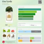 عطر ادکلن اورو ورده هاوس آو بو - Oro Verde House of BŌ - بررسی، قیمت و خرید