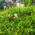 عطر ادکلن آن ژاردن سور له توا هِرمِس - Un Jardin Sur Le Toit Hermès - بررسی، قیمت و خرید