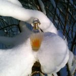 عطر ادکلن ایساتیس ژیوانشی - Ysatis Givenchy - بررسی، قیمت و خرید
