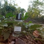 عطر ادکلن نرولی وودز بنانا ریپابلیک - Neroli Woods Banana Republic - بررسی، قیمت و خرید