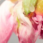 عطر ادکلن پینتینگ ایت سویت امیل الیزه - Painting It Sweet Emil Elise - بررسی، قیمت و خرید